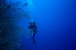 my wife Eva, taken june 2002 around Marsa Alam by Wolfgang Exler 